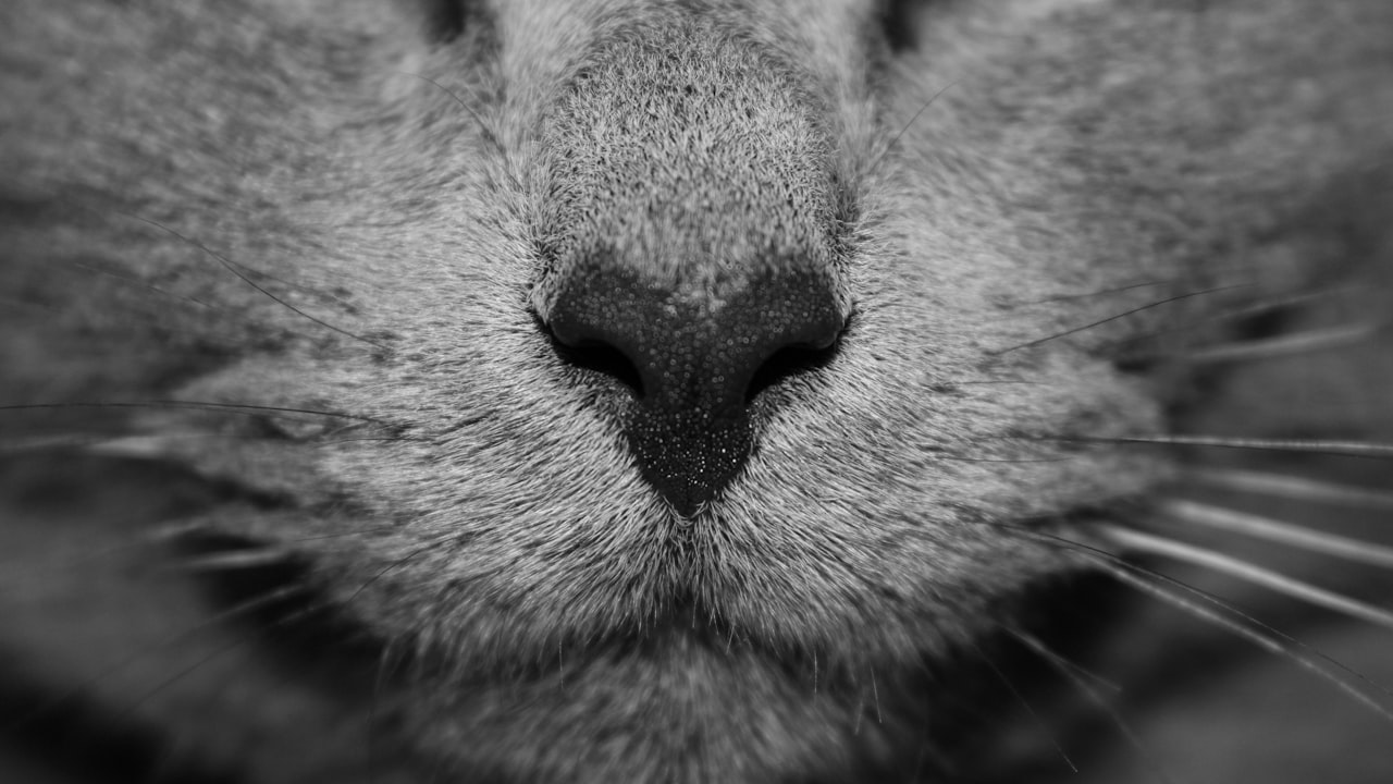 Aivituvin Outdoor Cat House For Winter For Your Cat’s Comfort